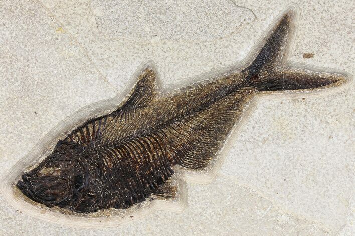 Fossil Fish (Diplomystus) - Wyoming #163424
